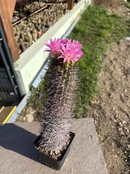 Neoporteria subgibbosa